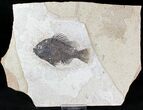 Priscacara Fossil Fish - Beautiful Presentation #20817-1